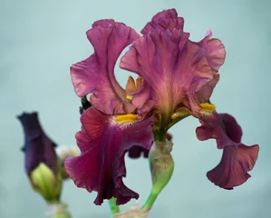 Meubelstickers Heldere irisbloem © 2002lubava1981