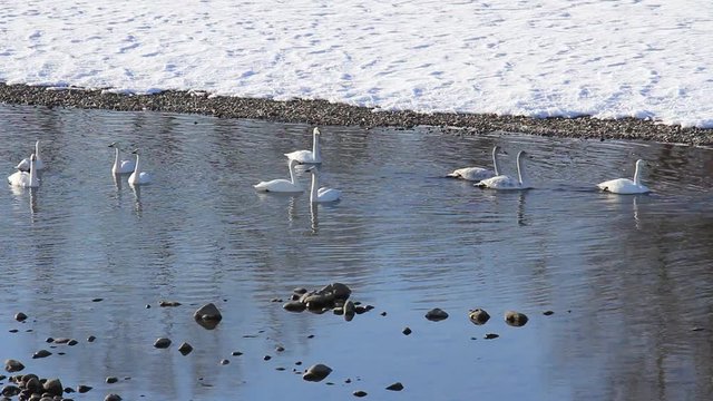 ハクチョウ　川　冬　日本　秋田県