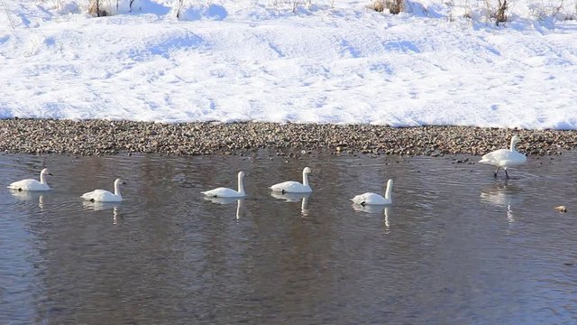 ハクチョウ　川　冬　日本　秋田県