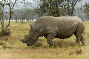 Fototapeta premium White Rhino, Ceratotherium simum grazing in lake Nakuru, Kenya, Africa.