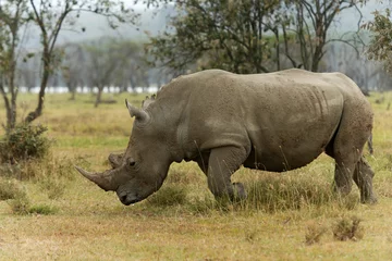 Foto op Plexiglas White Rhino,  Ceratotherium simum grazing in lake Nakuru, Kenya, Africa. © RealityImages