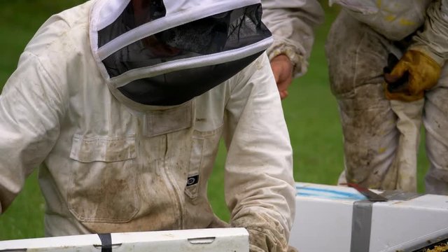 Beekeeper shaking bees off tray into nucleus hive box