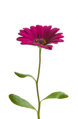 Osteosperumum Flower Daisy