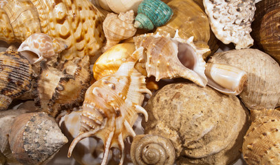 seashell as background