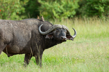 Cape buffalo, Syncerus caffer caffer and oxpeckers, Maasai Mara, Kenya, Africa.