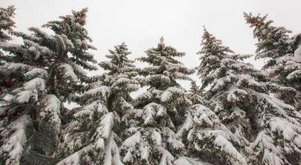 Beautiful firs in the mountains in the morning