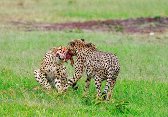 Cheetahs tearing flesh, Maasai Mara, Kenya, Africa.