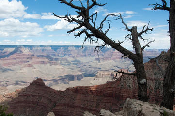 Branch Grand Canyon