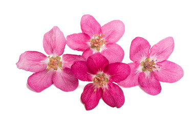 Pink apple flower isolated