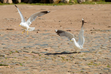 Two big sea gulls fight in the town square
