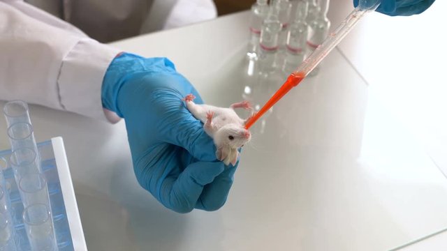 A scientist conducts an experiment on a laboratory mouse. The researcher works in a modern bright laboratory. Concept - DNA research, vaccine and drug testing