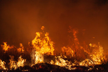 Fototapeta na wymiar Extreme closeup of raging grass wildfire at night. Inspiration for danger, bushfire warning, posters or memes. Wallpaper or background of intense colour or color