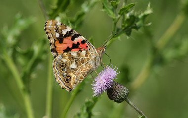 A beautiful Painted Lady Butterfly (Vanessa cardui) nectaring on a thistle flower.	
