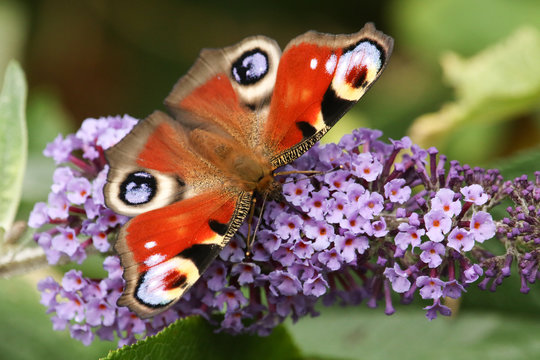 A stunning Peacock Butterfly (Aglais io) perched on a buddleia flower with its wings open nectaring. 