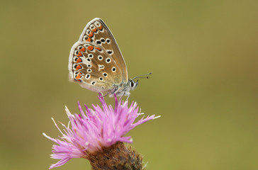 A Common Blue Butterfly (Polyommatus icarus ) perching on a Knapweed flower.