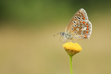 Fototapeta na wymiar A Common Blue Butterfly (Polyommatus icarus ) nectaring on a pretty yellow flower.