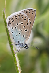 Fototapeta na wymiar A rare Large Blue Butterfly (Maculinea arion) perched on a blade of grass.