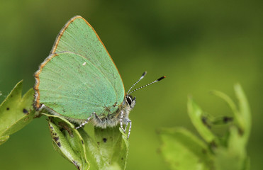 A stunning Green Hairstreak Butterfly (Callophrys rubi) perched on a hawthorn leaf.