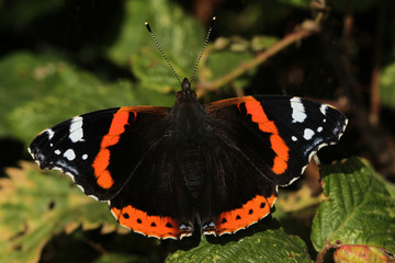 A beautiful Red Admiral Butterfly (Vanessa atalanta) perched on a leaf.