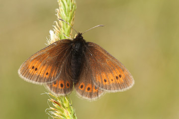A rare Mountain Ringlet Butterfly (Erebia epiphron) perched on a plant in the mountains in the lake district.