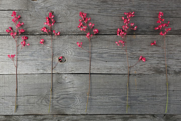 Red blooming flower Heuchera on the background of the old boards with a texture.