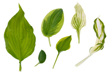 Flat layer of leaves of various plants is isolated on a white background.