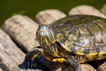 turtles in the sun on the lake of the Botanical Garden in Rio de Janeiro Brazil