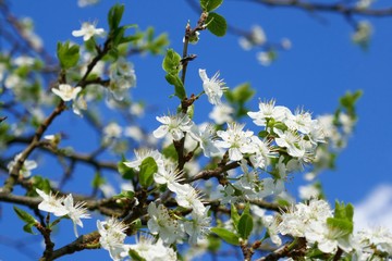  blossoming apple tree on  blue sky background.Spring nature background. Spring season