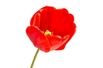 red tulip isolated