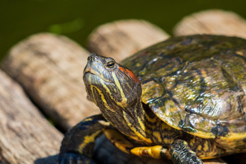 turtles in the sun on the lake of the Botanical Garden in Rio de Janeiro Brazil