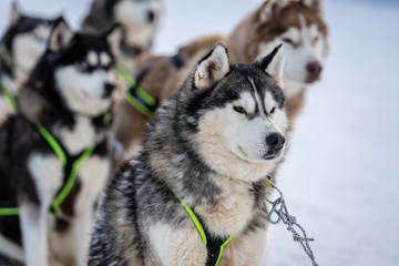 Husky sled in the snowy mountain