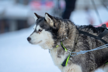 Siberian husky in the mountain