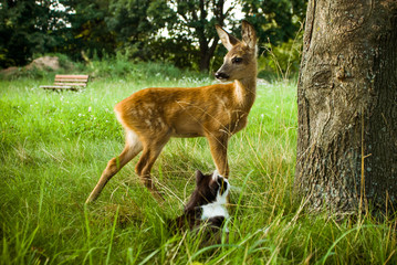 Fawn and cat. Animal friendship