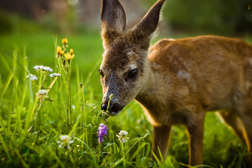 little deer in a meadow with green grass and meadow flowers