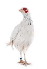 colsucus albus in studio