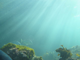 Underwater landscape, scene with fishes and sun rays Clovelly, Sydney, NSW, Australia