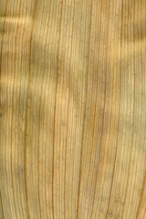 Macro texture of dry leaf plants for the background. Flat herbarium details.