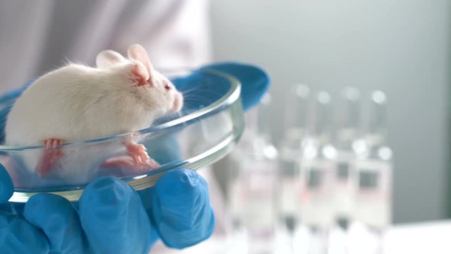 A scientist conducts an experiment on a laboratory mouse. Concept - DNA research, vaccine and drug testing