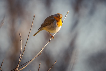Robin