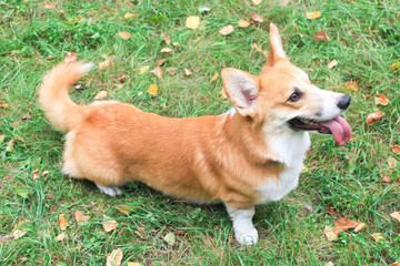 Corgi for a walk in spring park on a background of green grass