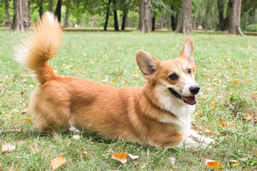 Corgi for a walk in spring park on a background of green grass