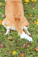 Naklejka na ściany i meble beagle in autumn park