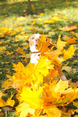 Obraz premium beagle in autumn park