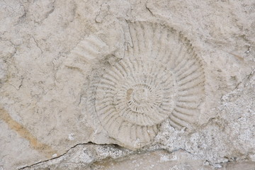 Ammonite prehistoric fossil on a stone