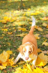 beagle in autumn park