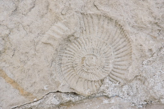 Ammonite prehistoric fossil on a stone