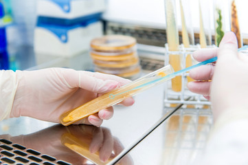 neurospora and laminar chamber