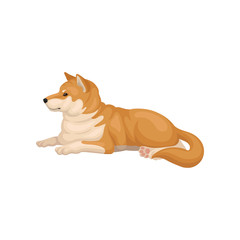 Detailed flat vector icon of Shiba Inu lying on the ground. Home pet. Dog with red-beige coat and fluffy tail