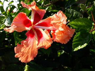 hibiscus double flower