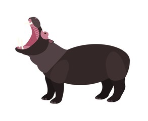 Yawning hippopotamus isolated on white background